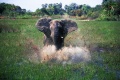 African Adventure Safari in the Okavango 3D 2007 movie screen 1.jpg