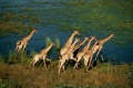African Adventure Safari in the Okavango 3D 2007 movie screen 3.jpg