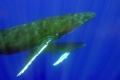 Dolphins and Whales 3D Tribes of the Ocean 2008 movie screen 1.jpg