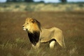 Roar Lions of the Kalahari 2003 movie screen 1.jpg