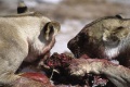 Roar Lions of the Kalahari 2003 movie screen 2.jpg