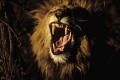 Roar Lions of the Kalahari 2003 movie screen 3.jpg