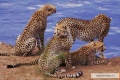 African Cats 2011 movie screen 4.jpg