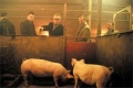 Snatch 2000 movie screen 2.jpg