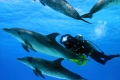 OceanWorld 3D 2009 movie screen 3.jpg