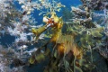 Under the Sea 3D 2009 movie screen 1.jpg