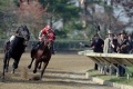 Seabiscuit 2003 movie screen 4.jpg