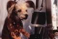 Cats Dogs 2001 movie screen 4.jpg
