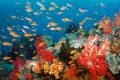 OceanWorld 3D 2009 movie screen 1.jpg