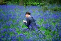 Bright Star 2009 movie screen 3.jpg
