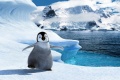 Happy Feet 2006 movie screen 1.jpg