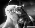 Cats x26 Dogs 2001 movie screen 1.jpg