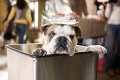 Hotel for Dogs 2009 movie screen 2.jpg