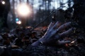 CryWolf 2005 movie screen 3.jpg