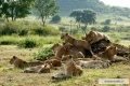 African Cats 2011 movie screen 1.jpg