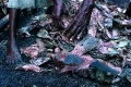 Darwins Nightmare 2004 movie screen 2.jpg