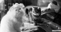 Cats x26 Dogs 2001 movie screen 2.jpg