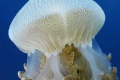 Under the Sea 3D 2009 movie screen 2.jpg