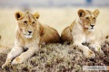African Cats 2011 movie screen 2.jpg