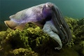 Under the Sea 3D 2009 movie screen 3.jpg
