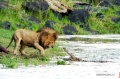 African Cats 2011 movie screen 3.jpg