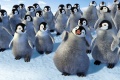 Happy Feet 2006 movie screen 3.jpg