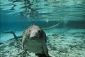 OceanWorld 3D 2009 movie screen 4.jpg