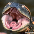 Anaconda 1997 movie screen 4.jpg