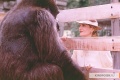 Buddy 1997 movie screen 2.jpg