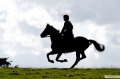 War Horse 2011 movie screen 3.jpg