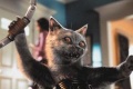 Cats Dogs 2001 movie screen 2.jpg