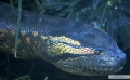 Anaconda 1997 movie screen 3.jpg