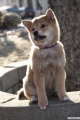 Hachiko A Dogs Story 2009 movie screen 2.jpg
