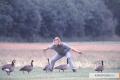 Fly Away Home 1996 movie screen 2.jpg