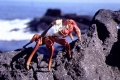 Galapagos 3D 1999 movie screen 4.jpg