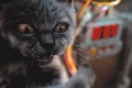 Cats Dogs 2001 movie screen 3.jpg