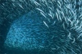 Under the Sea 3D 2009 movie screen 4.jpg